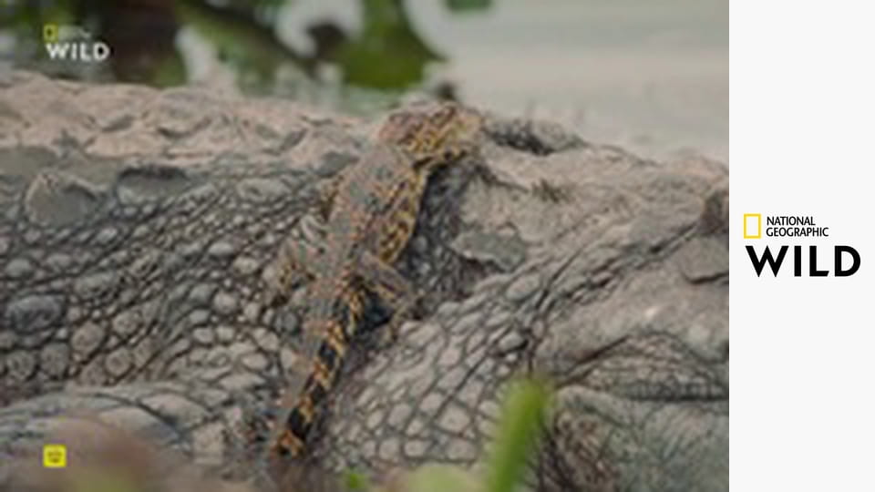 Дикий Вьетнам S1E2