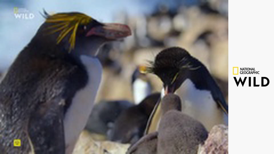 Секреты пингвинов S1E2