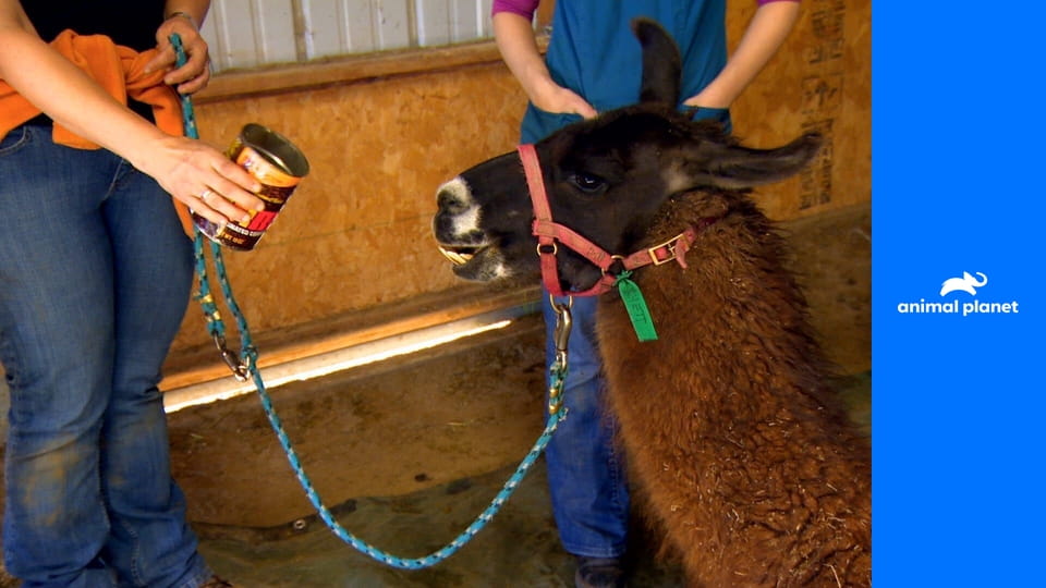 Доктор Джефф. Ветеринар Рокки Маунтин S2E4 - Спасение с неба