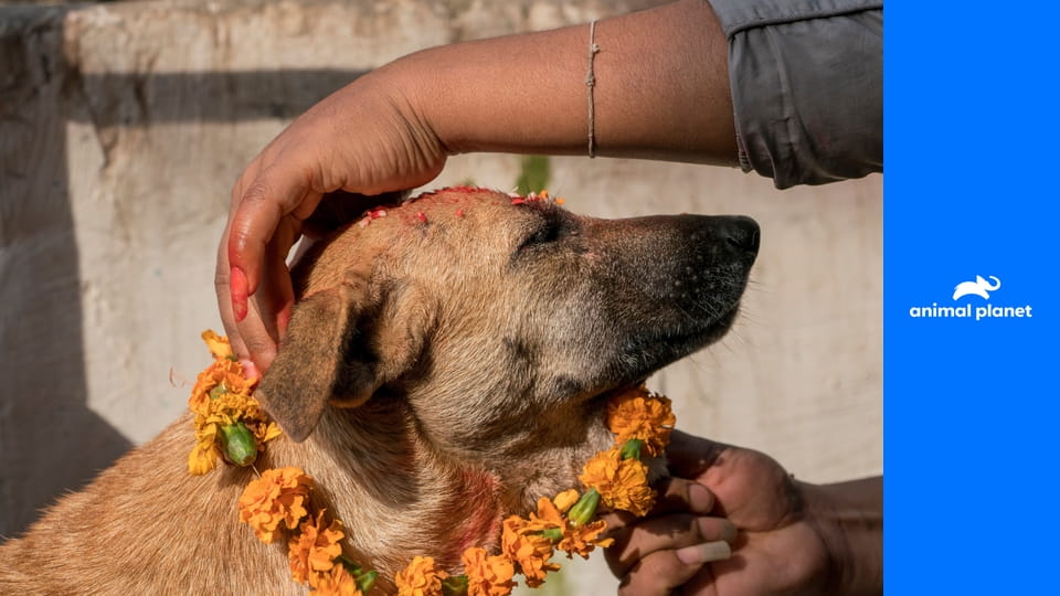 Жизнь собак S1E1 - Выживание дружелюбнейших