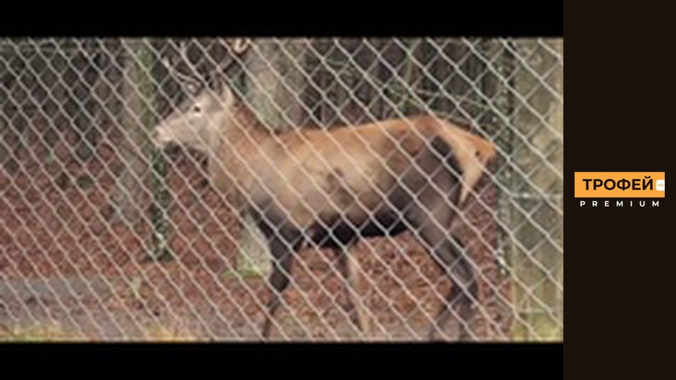 Трофейне полювання. Серiя 54