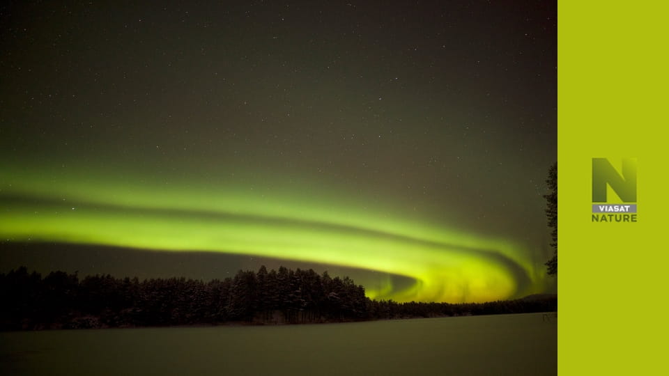 Дикий дім санти