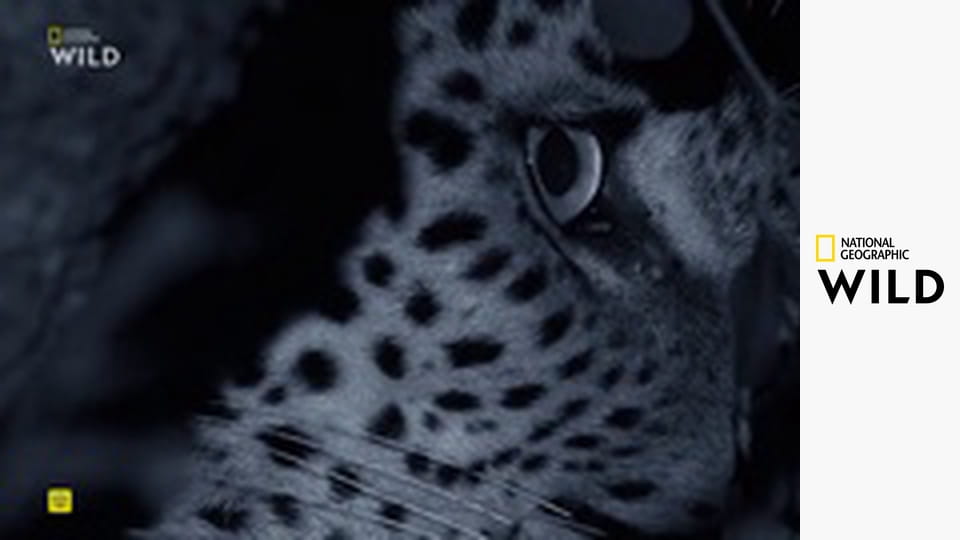 Inštinkty zabijaka (1)