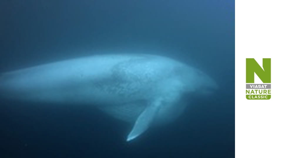 Nature's Mass Attacks - Mighty and the Meek