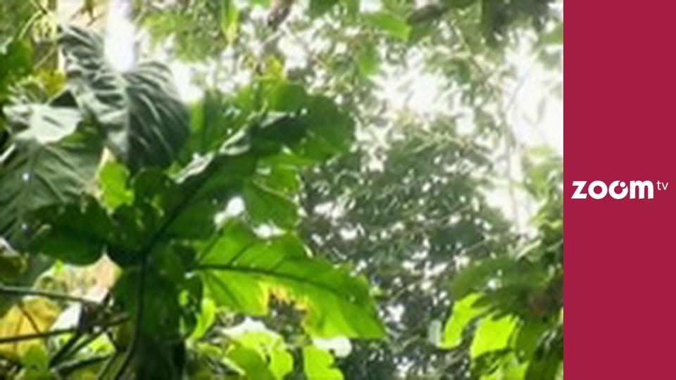 Wojciech Cejrowski - boso przez świat S1E20 - Zupa z małpy