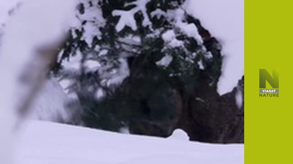 Дика зима S1E3 - Виживання