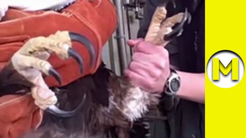 Max TV - сезон 1 - серія 105