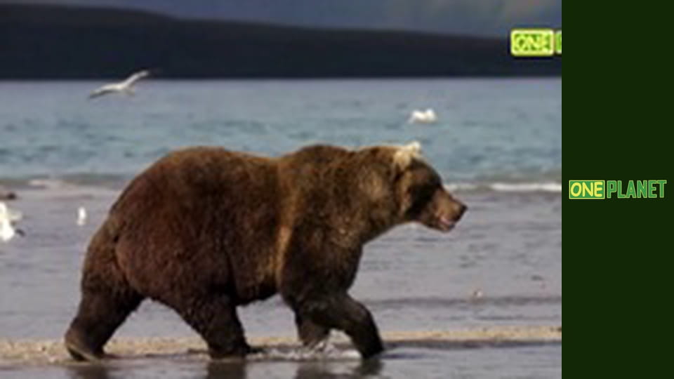 Медведи, 5 эп. Эпилог.