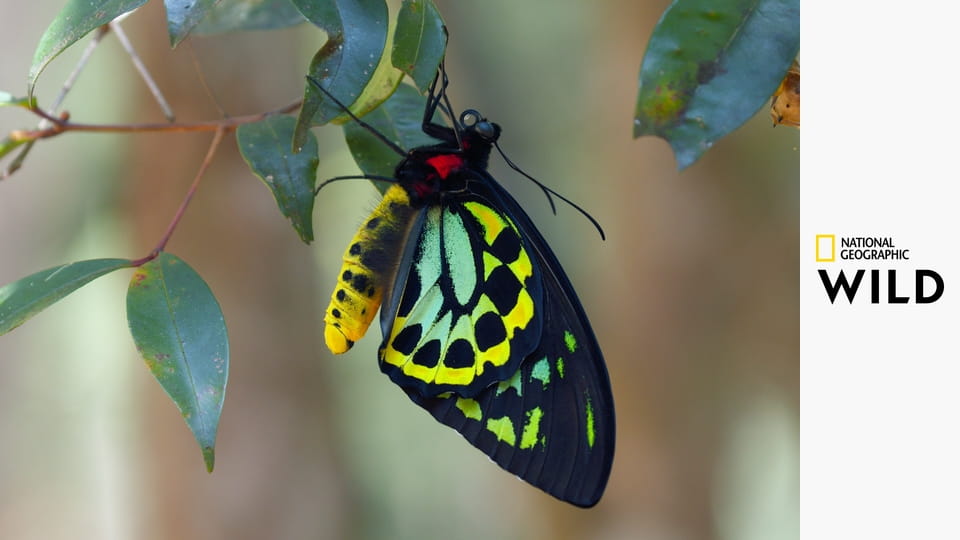 Австралия. Земля древних