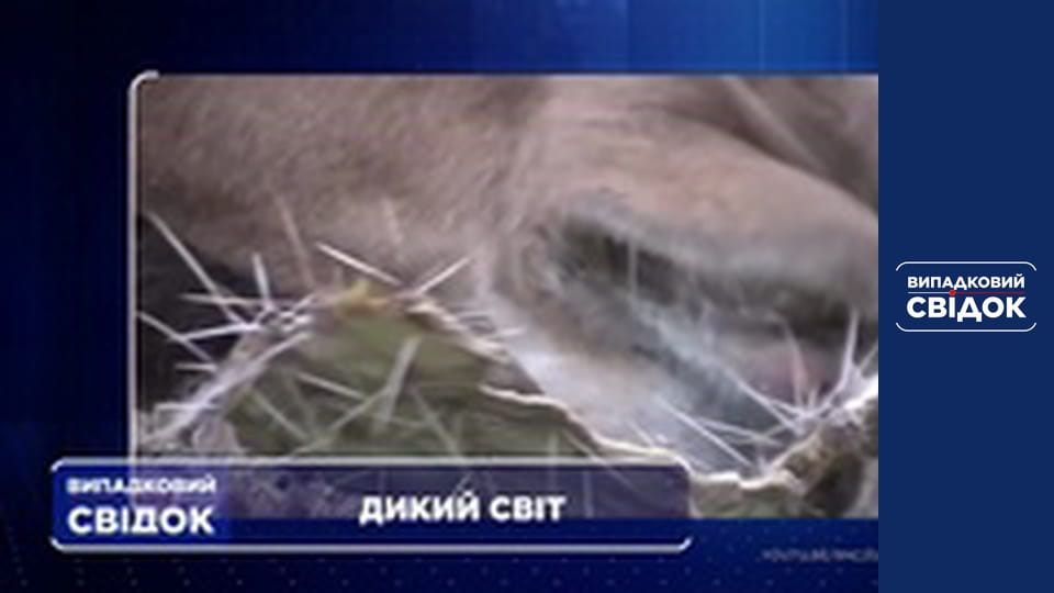 Випадковий свідок, Випуск 231