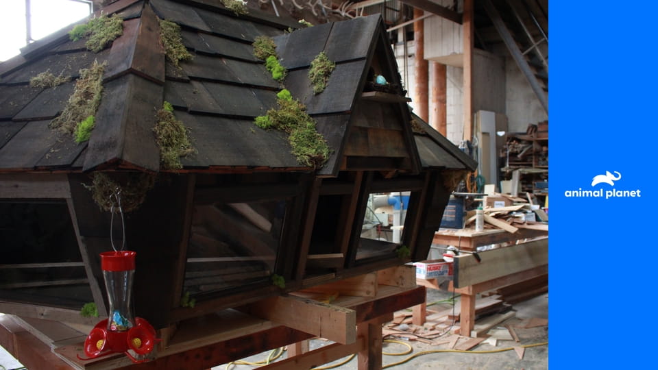 Zvířecí obydlí S2E7 - Kozí hřiště