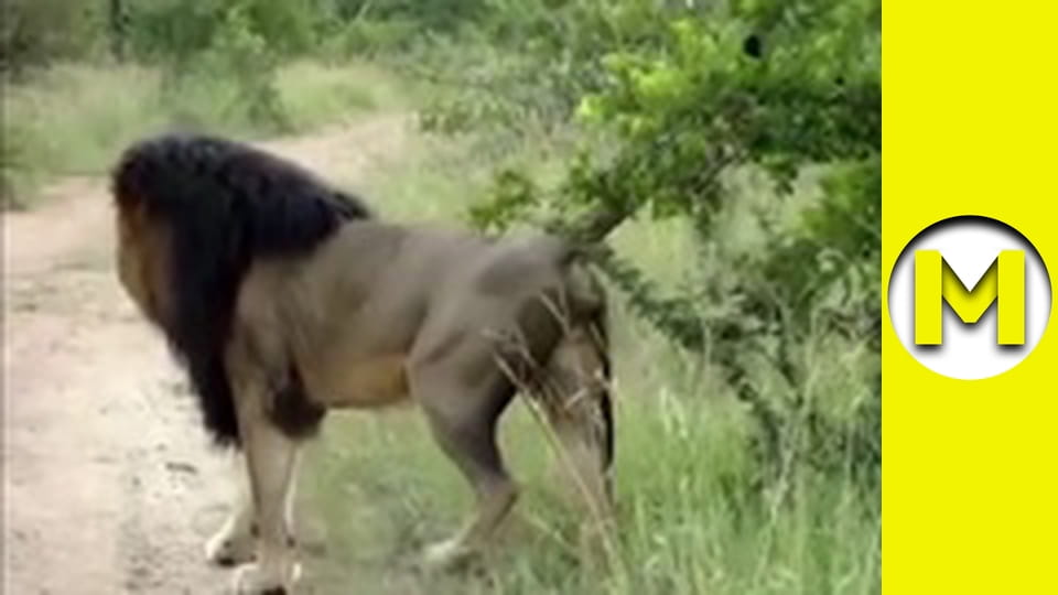 Max TV - сезон 1 - серия 4