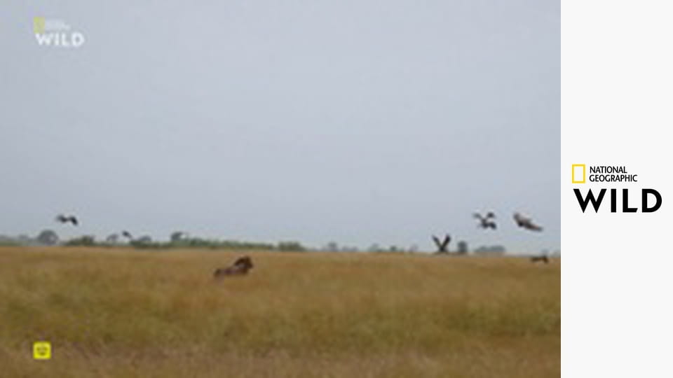 Львы на деревьях