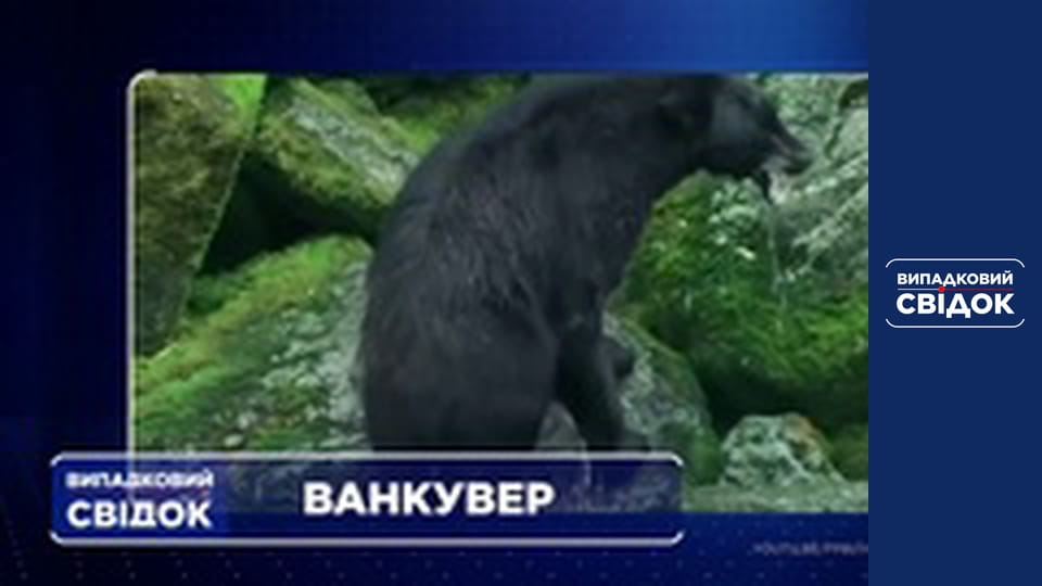 Випадковий свідок, Випуск 221