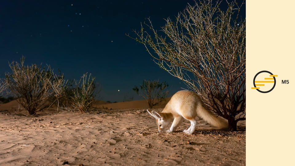 Emlősök E1 - Sötétség