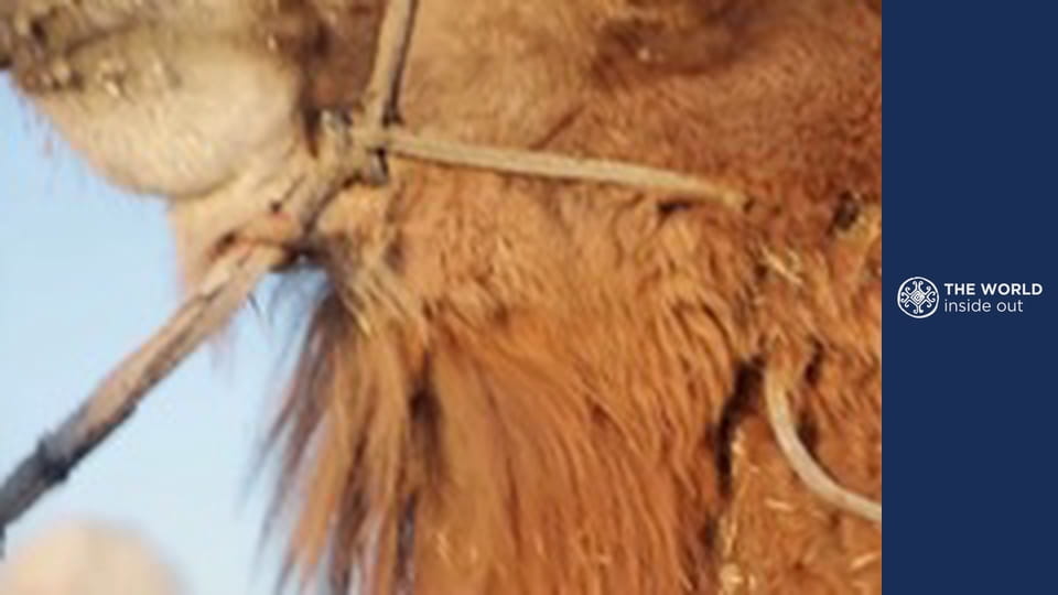 Camel rides and cobra vs. mongoose fights. Pakistan.