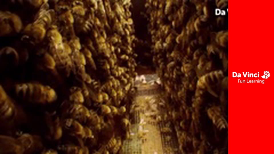 Know it All - Are Bees Colour Blind?