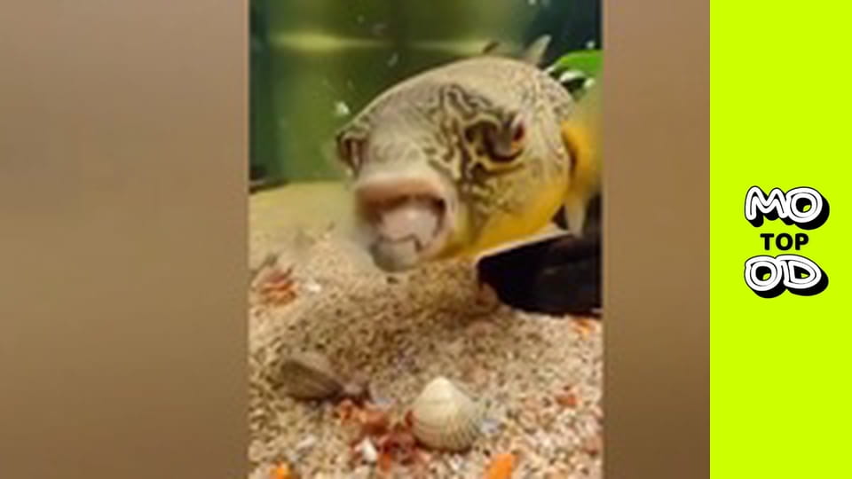 TopMood - Випуск 56