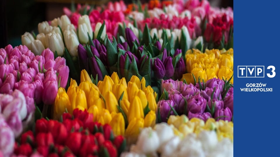 Kwiaty na warsztat S3E12 - Gwiazda betlejemska