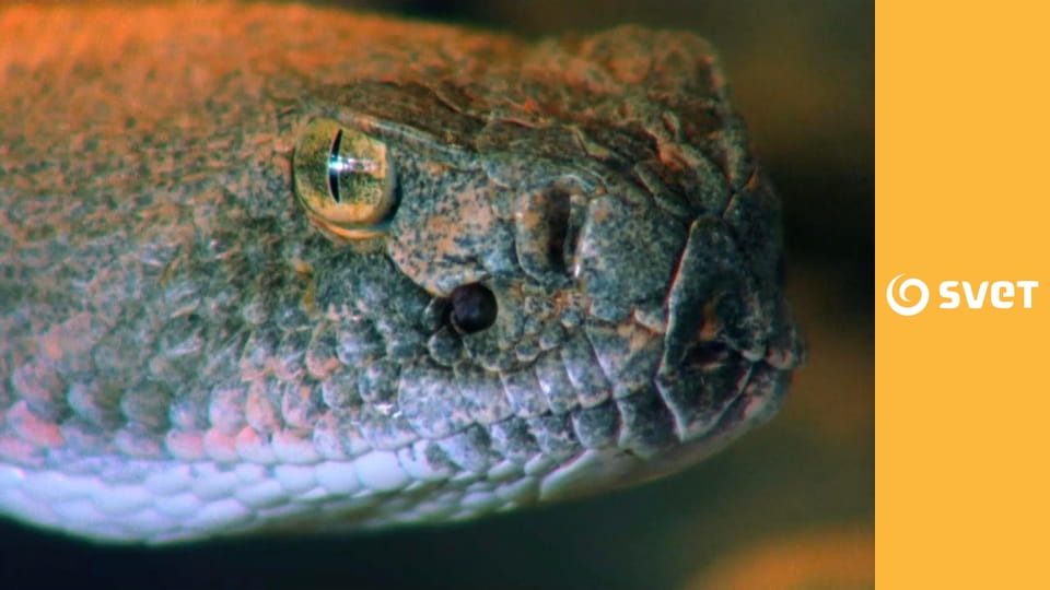 Zabijaci z divočiny - Uhryznutie