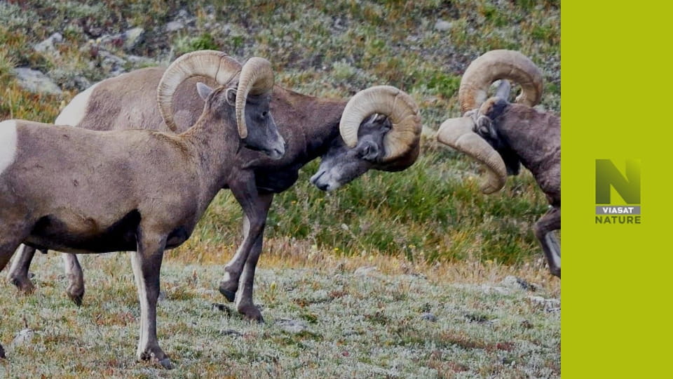 Дика природа Європи S2E4 - Муфлон