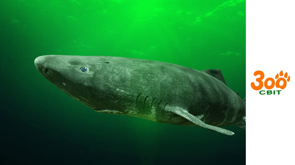 Мої друзі тварини: Підводна місія - Дивовижні форми