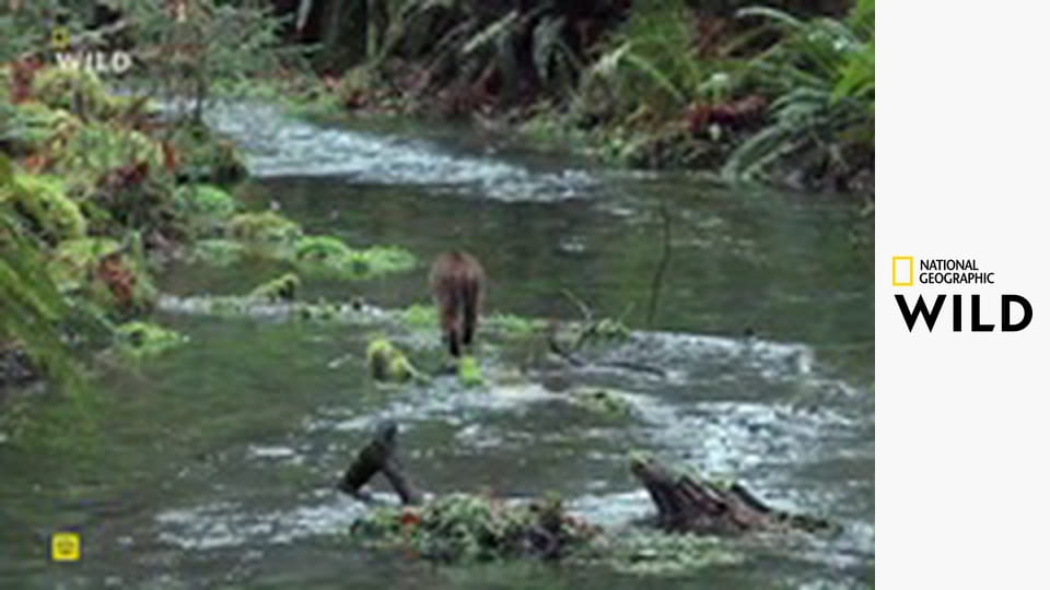 Национальные парки: США S1E5