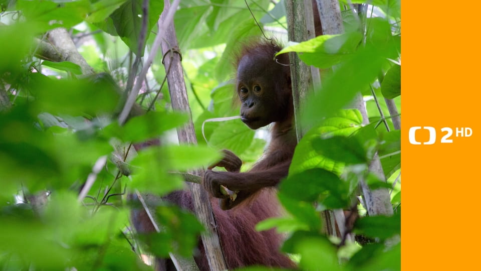 Perfektní rodiče v přírodě