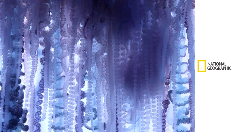 Неизвестная планета Земля S1E6 - Выживание