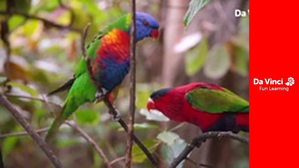 Animal Embassy - Gorilla Foot