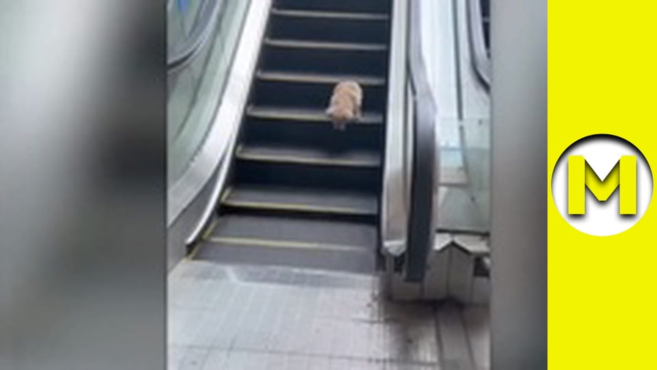 TOP (Max TV) - сезон 3 - серія 5