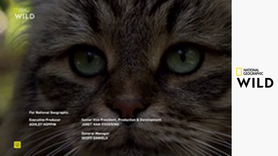 Кошачья душа