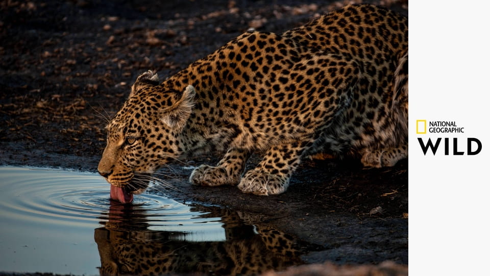 Кошачья душа