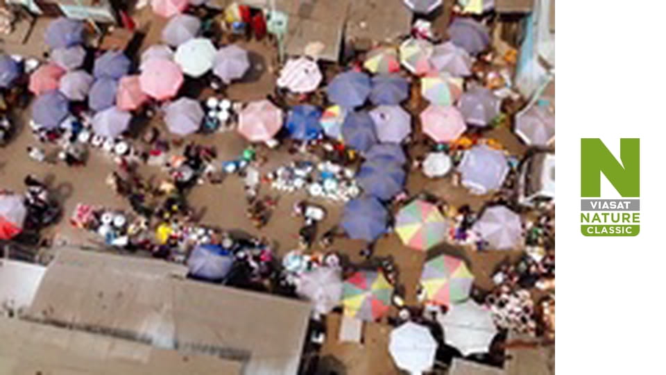 В Конго с Беном Фоглом Сезон 1 Эпизод 3