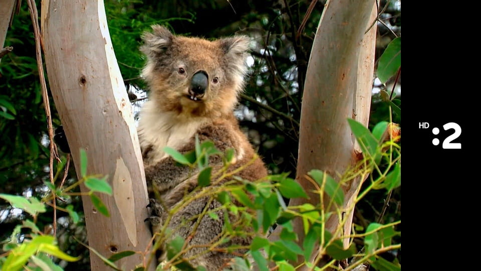 Čudná príroda E19