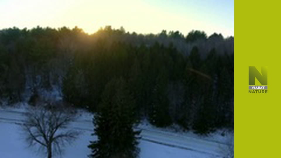 Світ природи: орли із суперсилами - Super Powered Eagles