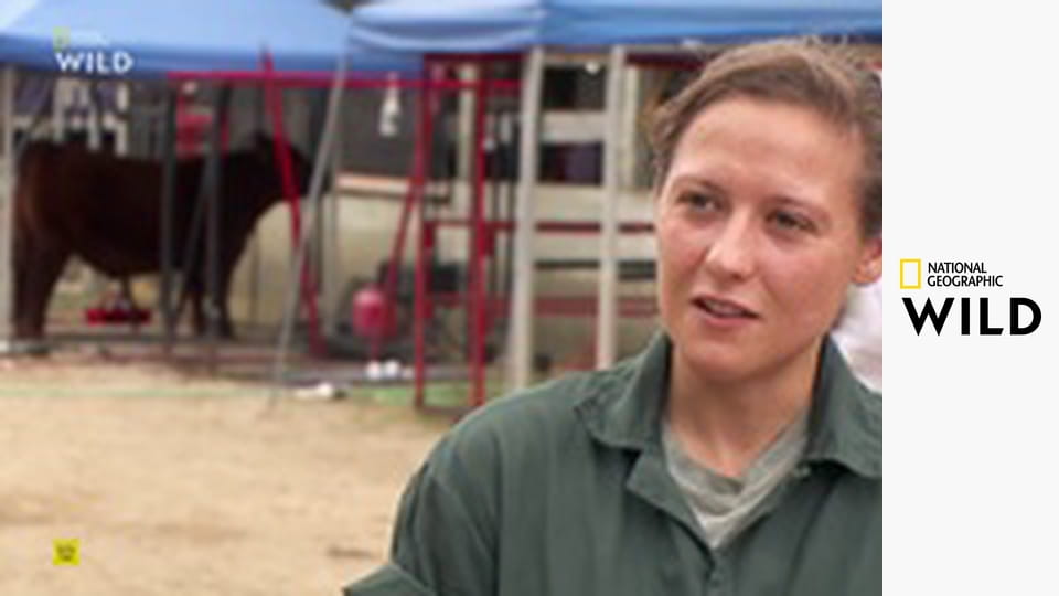 Секреты пингвинов S1E2