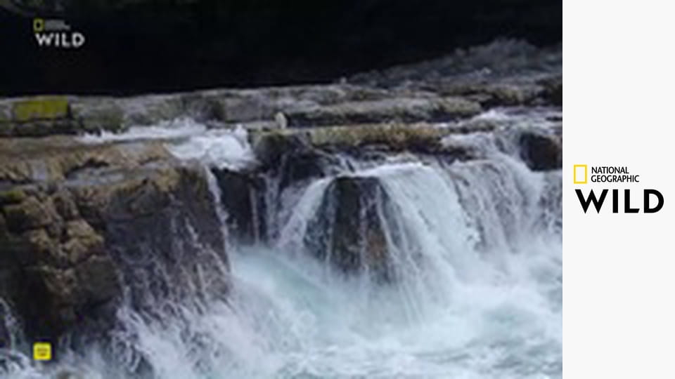 Секреты пингвинов S1E2