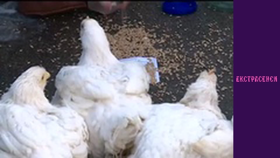 Сезон 18, Випуск 7, Частина 5