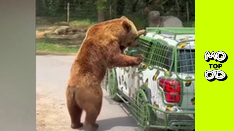 Top Mood, Сезон 2, Выпуск 17