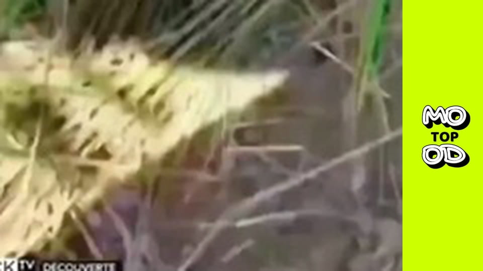 TopMood - Episode 84