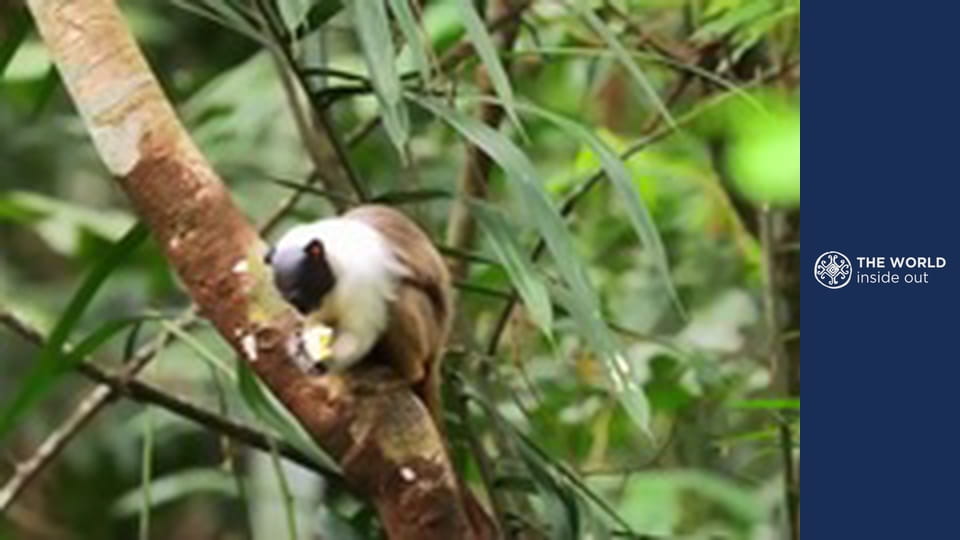Iguazu Falls and meeting the dwarves. Brazil.