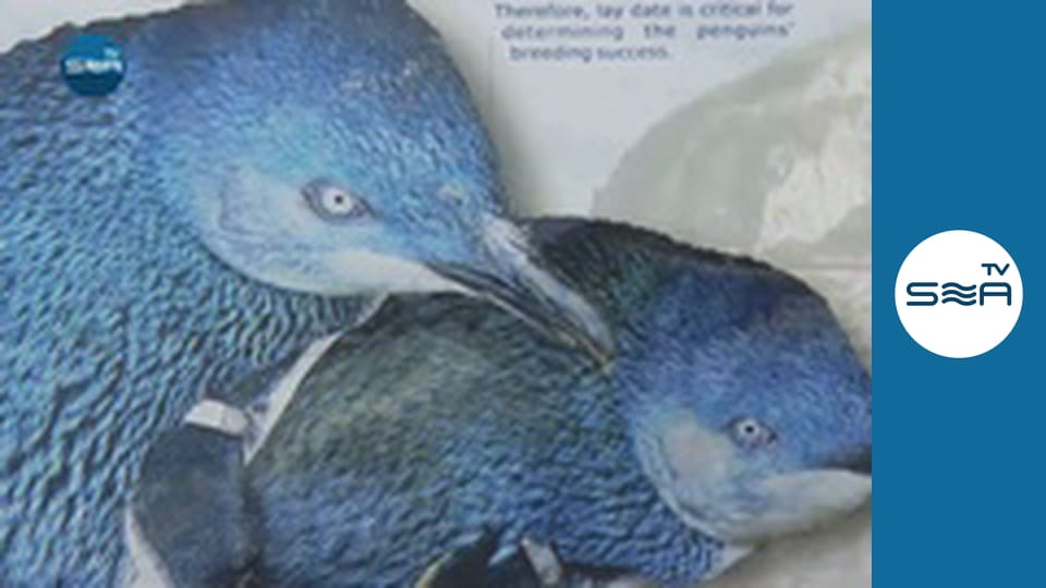 Дикі дали - Країна білої хмари