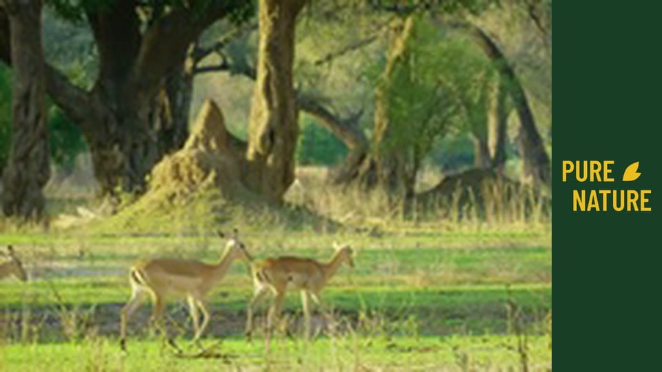 Wild Animals of Africa: Mana Pools National Park