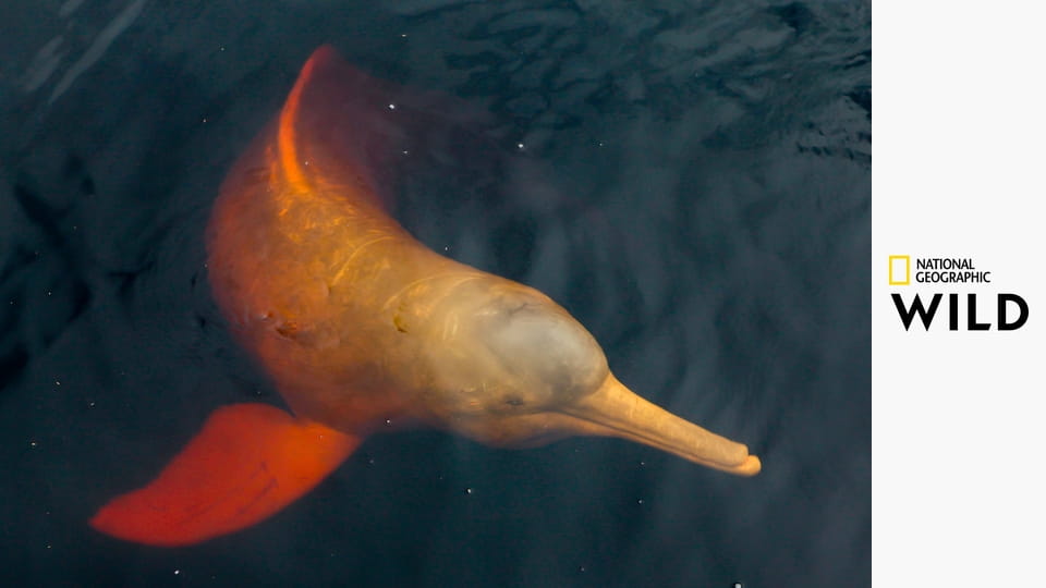 Самые странные животные Южной Америки S1E3 - Поле боя хищников