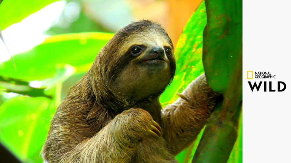 Самые странные животные Южной Америки S1E3 - Поле боя хищников