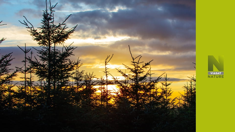 У лісі S1E1 - Весна