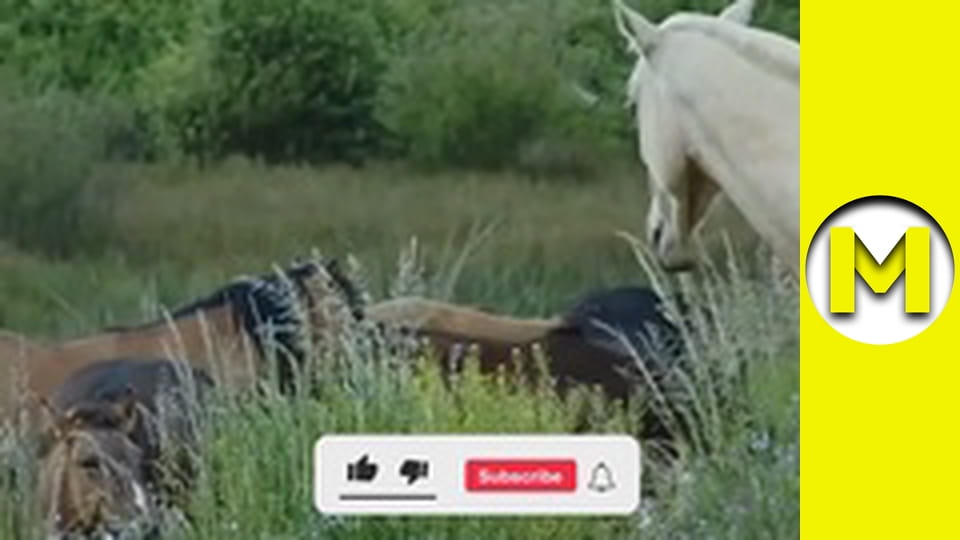 TOP (Max TV) - сезон 3 - серія 34