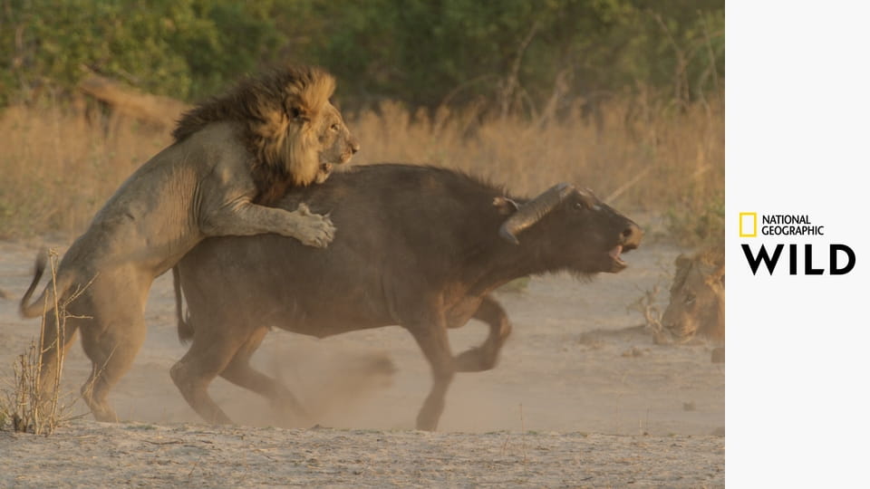Дикое королевство S2E1 - Враг внутри