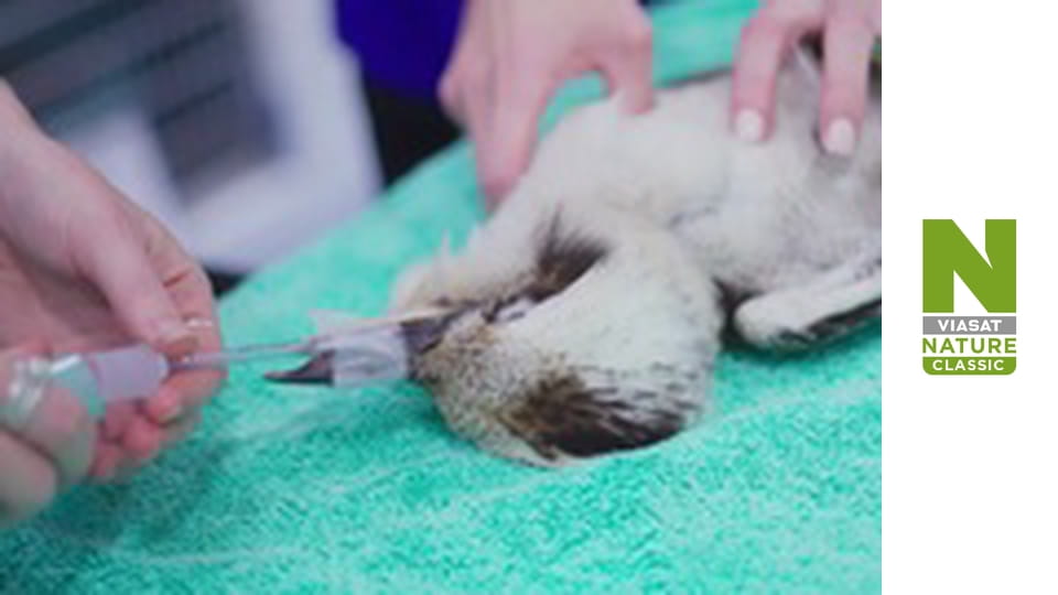 Служба порятунку дикої природи Австралії Сезон 1 Епізод 1